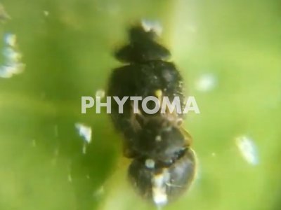 Stethorus punctillum